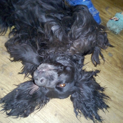 Чара, м.Білопілля