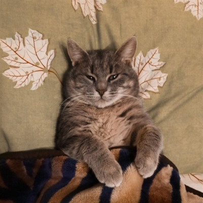 Барсик