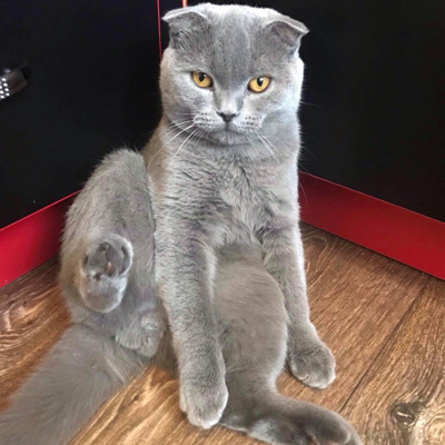 Локі, 9 місяців, м.Ворожба