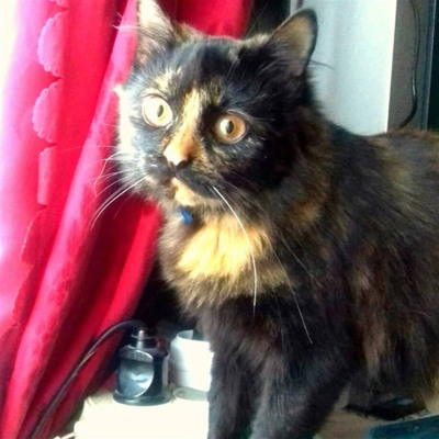 Мишка, 5 місяців, м.Ворожба