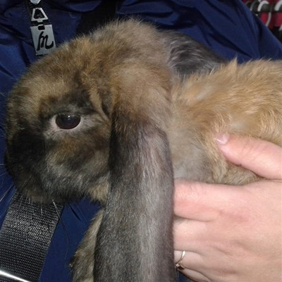 Кролик Тоша, м.Білопілля