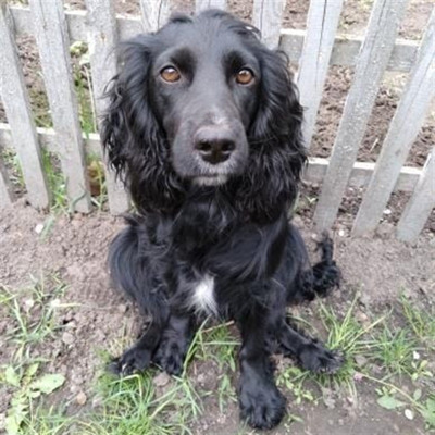 Чапа, 2 роки, м.Ворожба