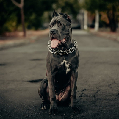 Моя бусинка🐕 "Міра" - 10 місяців 😍🥰