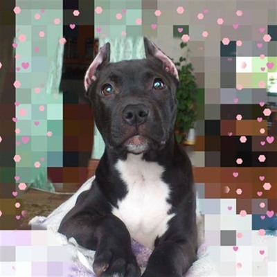 Пітбуль Чері