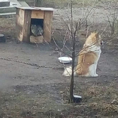 Кішка Іриска та песик Барсик