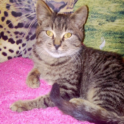 Бублик, м.Білопілля