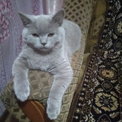 Боні