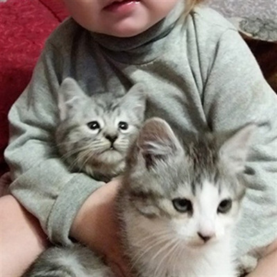 Барсік та Буся, 2 місяці, м.Білопілля