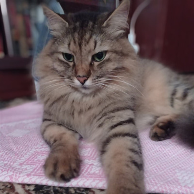 Котик Мішаня