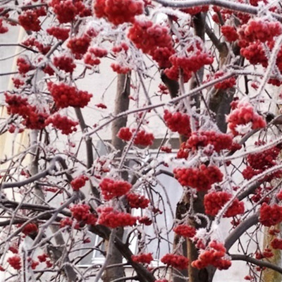 "Червона рябіна" 