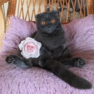 Шотландська висловуха Ліза