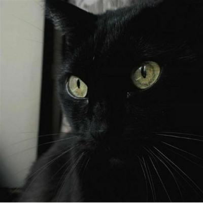 Кошка по имени Ночь