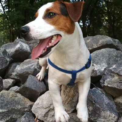 Джек Рассел тер'єр Буч