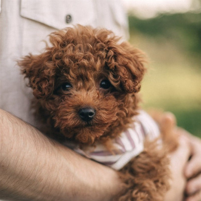 Фарфал, 8 місяців, місто Жовті Води