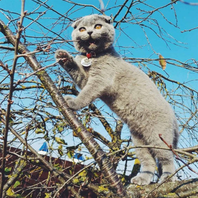 Стів