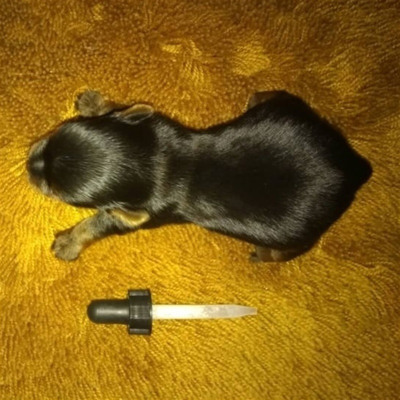 Міккі