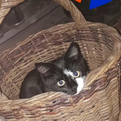 Лапчик, 5 місяців, м.Ворожба