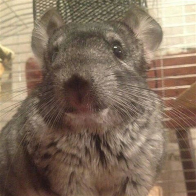 Сірий стандарт Креш 