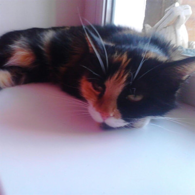 Меня зовут Кошка Сяма