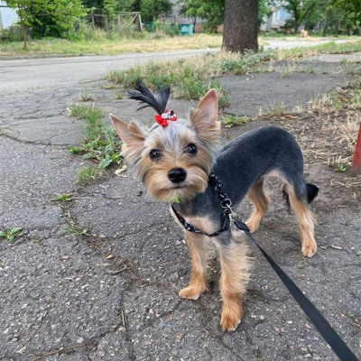 Дівчинка Ріккі