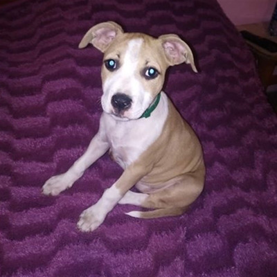 Американський стафордшир-тер'єр Арья