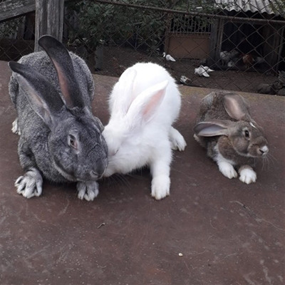 Тріо кроликів, м.Білопілля