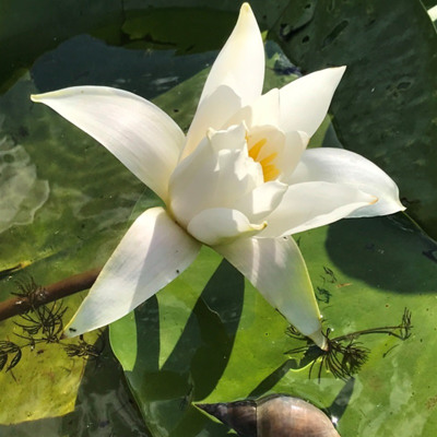 Олена Ковальчук