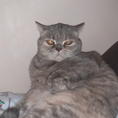 Мікель