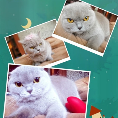 Mysya