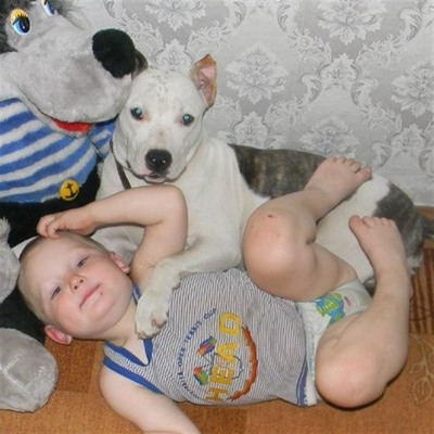 Американський стафордшир-тер'єр Грета