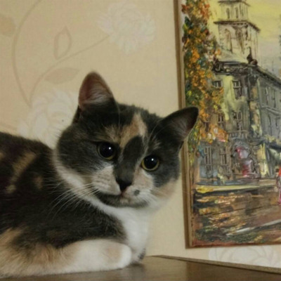 Кнопа