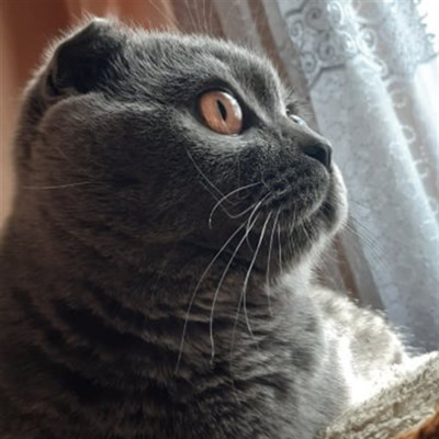 Марек