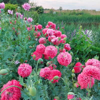 Лілія Кожемякіна