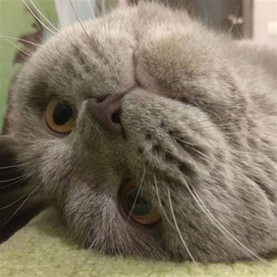 Барсик, просто Барсик