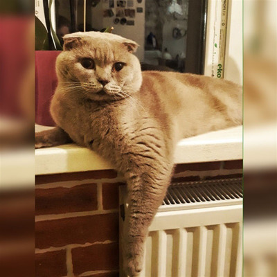 Його королівська величність Скоч Перший