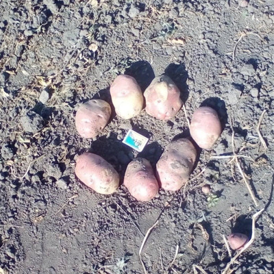 Людмила Калиновська, м.Білопілля