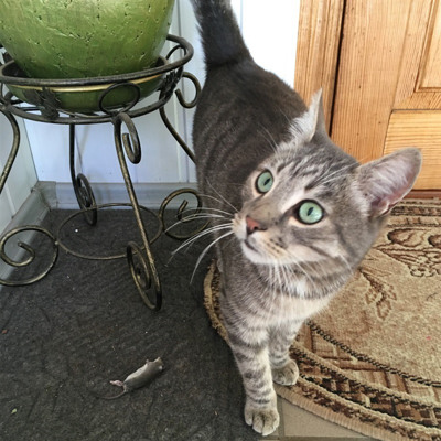 Мурзік, м.Білопілля