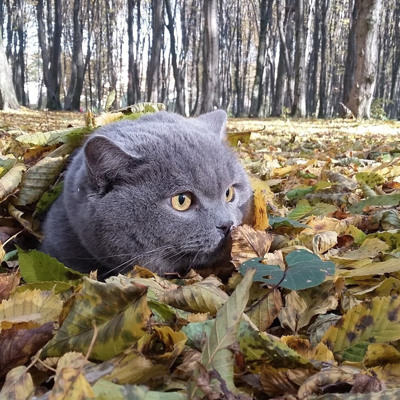 Арчі