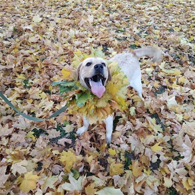 Ася, м.Білопілля
