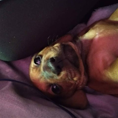 Такса Жорік