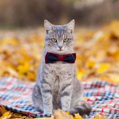 Мішка, 7 місяців, м.Ворожба