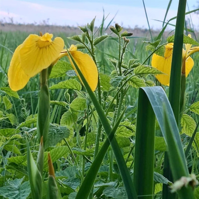 Аріна Сапєліна