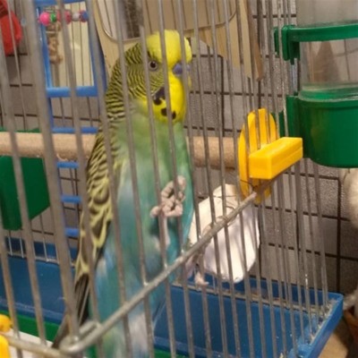 Шурік