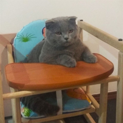 Шоня