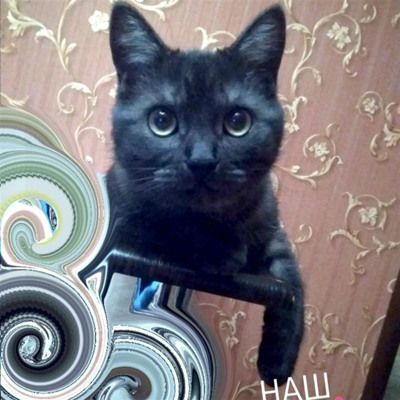 Фаня, 6 місяців, м.Білопілля