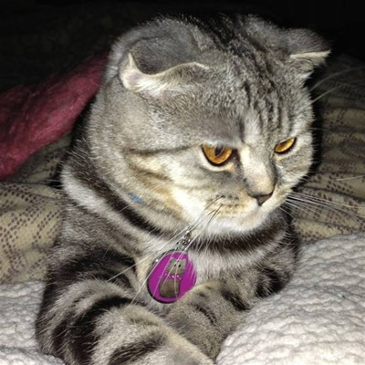 Мася-Джульєта