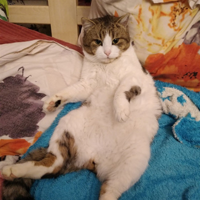 Мурик
