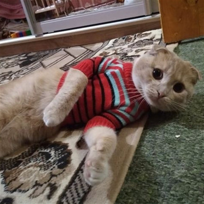 Кіт Тігруля