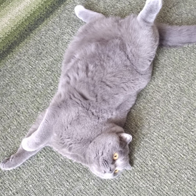 Кот Микки🤗