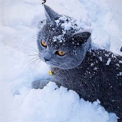 Моллі
